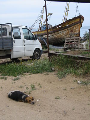 El gos, el barco i la furgo
