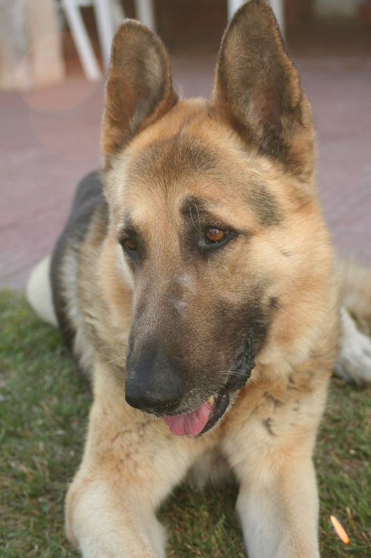 Pancho
