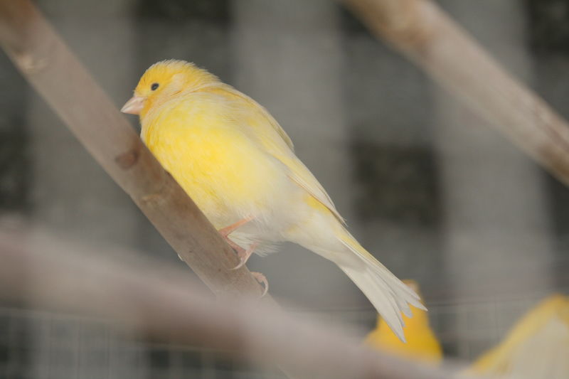 un pajarillo
