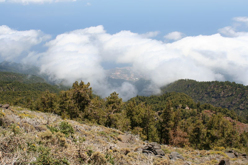 la palma entre els núvols
