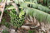 2006-06-04 a 11 La Palma 028.jpg