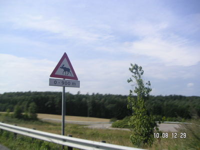 Alces
Aneu en compte que fins i tot anant cap a l'aeroport ens podem trobar animals
Palabras clave: Noruega