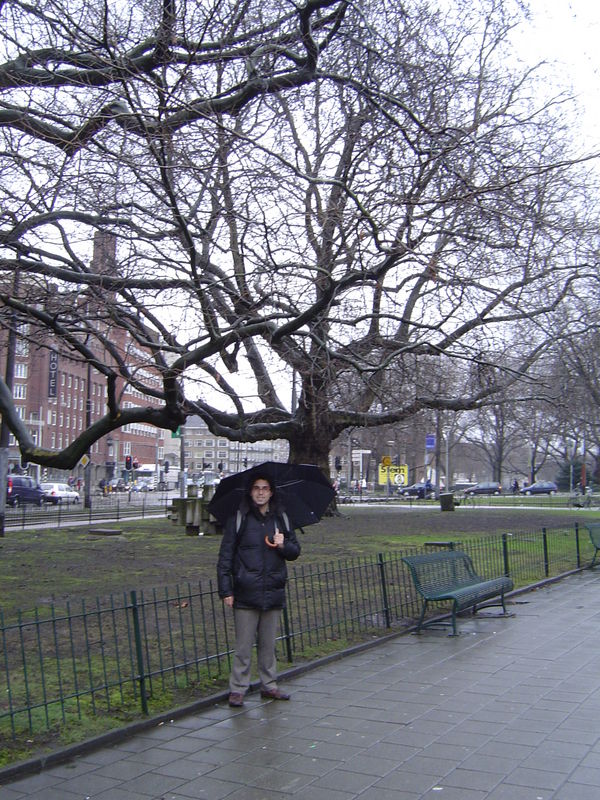 Arbres
