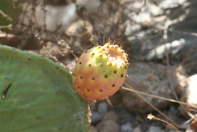 2007-09_Andalusia_225.jpg