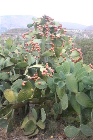 2007-09_Andalusia_444.jpg