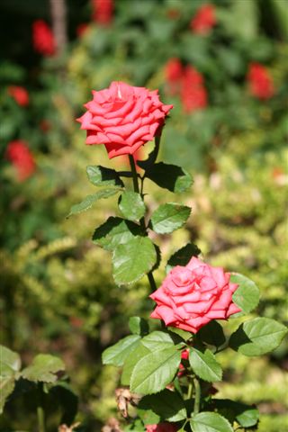 2007-09_Andalusia_523.jpg