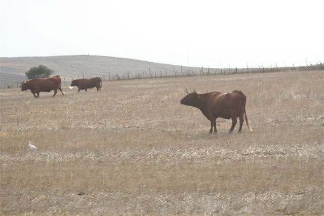 2007-09_Andalusia_1018.jpg